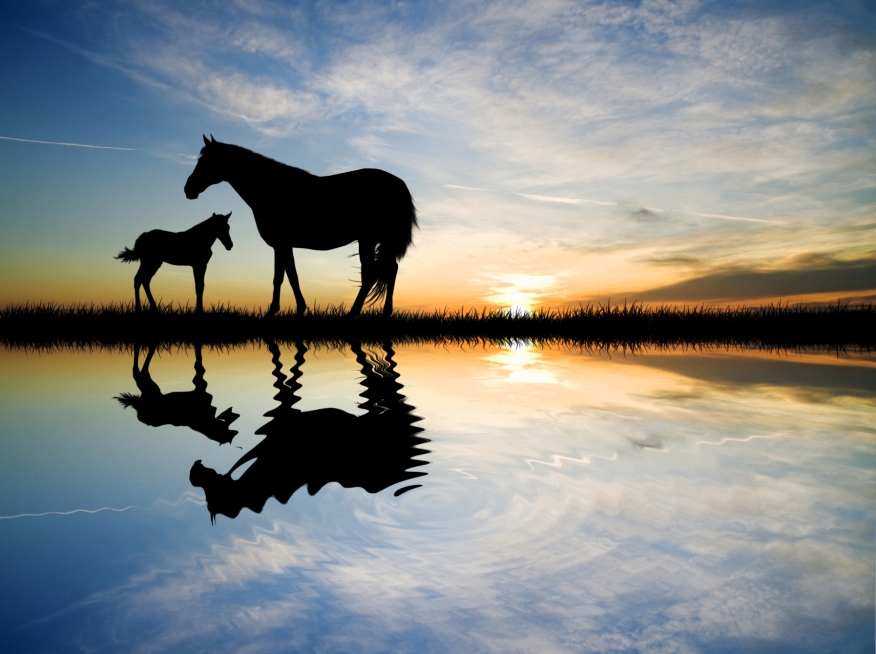 Horses_Sunset_Credit RossellaApostoli