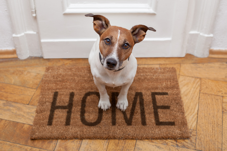 Homeowners Are Going To The (Best Places For) Dogs - Vimarsana News