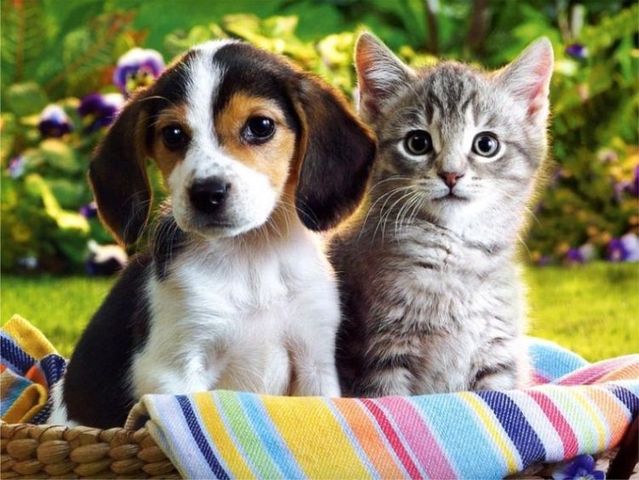 cats for dog lovers