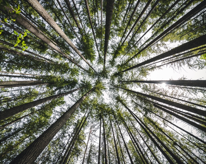 Vanishing point of tall trees reaching forest canopy (Photo credit: Getty Images/OpenRangeStock)
