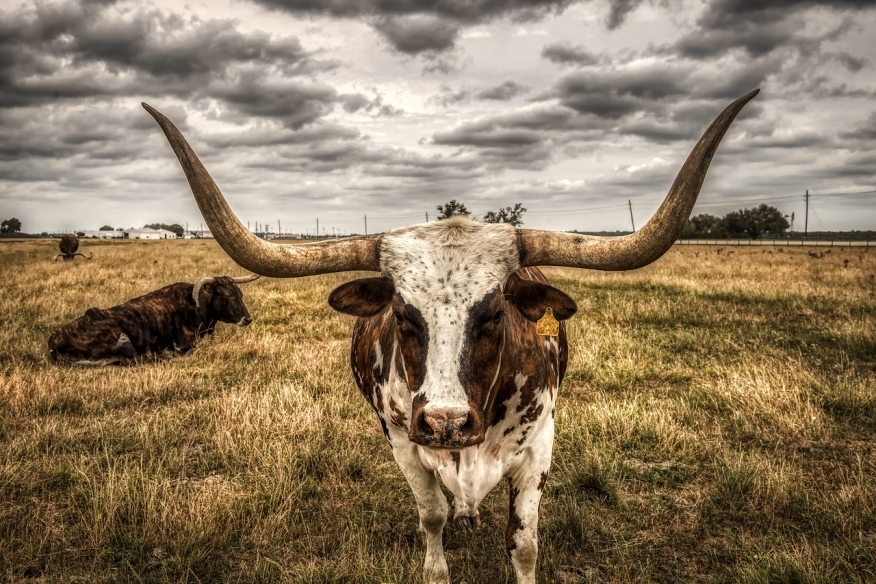 Texas Longhorn